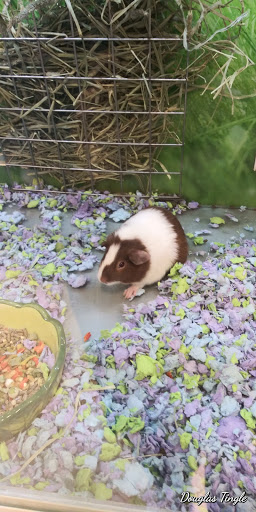 Pet Supply Store «PetSmart», reviews and photos, 2677 E Main St, Plainfield, IN 46168, USA