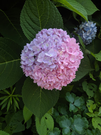 Park «Burnet Woods», reviews and photos, 3251 Brookline Ave, Cincinnati, OH 45220, USA