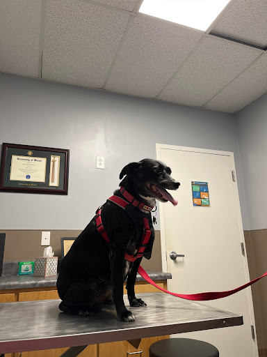 Charleston Veterinary Internal Medicine image