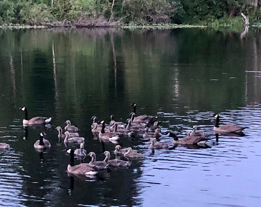 Park «Lake Boren Park», reviews and photos, 13058 SE 84th Way, Newcastle, WA 98056, USA