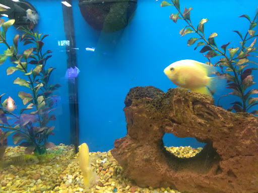 Tropical fish store Reno