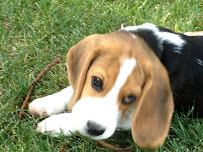 Alta View Animal Hospital - Photo 6 - Car repair in Mountain View, CA, Santa Clara