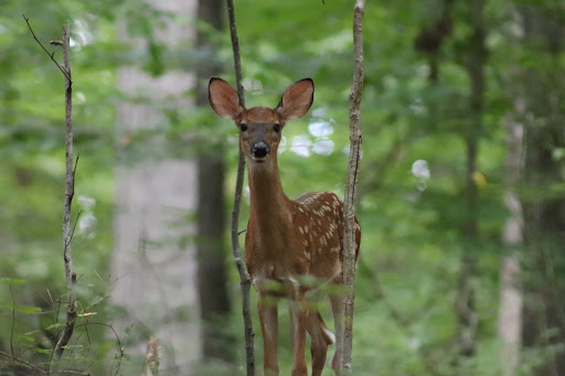 Nature Preserve «Piedmont Environmental Center», reviews and photos, 1220 Penny Rd, High Point, NC 27265, USA
