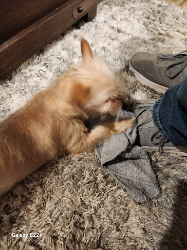 Big Timbers Veterinary Clinic image