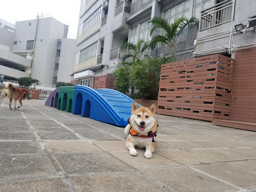 Dog accommodation Hong Kong