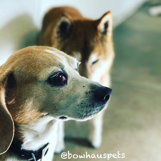 Dog Day Care Center «The Bowhaus Pet Company», reviews and photos, 2472 E Colorado Blvd, Pasadena, CA 91107, USA