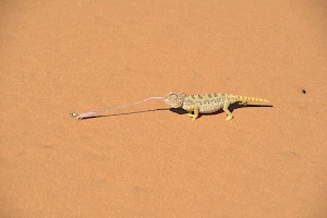 Charly's Desert Tours image