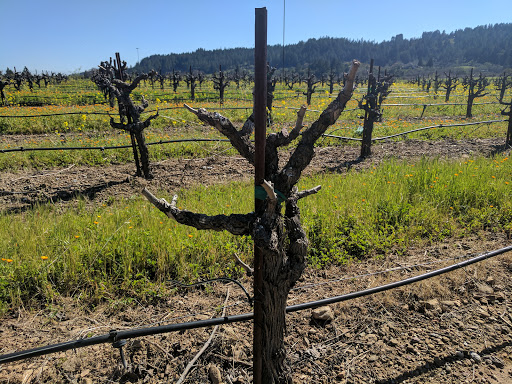 General Store «Dry Creek General Store», reviews and photos, 3495 Dry Creek Rd, Healdsburg, CA 95448, USA