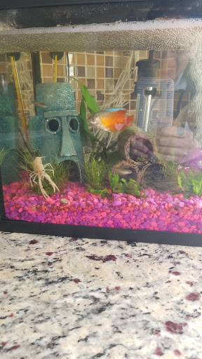 Pet Supply Store «Petco Animal Supplies», reviews and photos, 13 Welles St, Glastonbury, CT 06033, USA