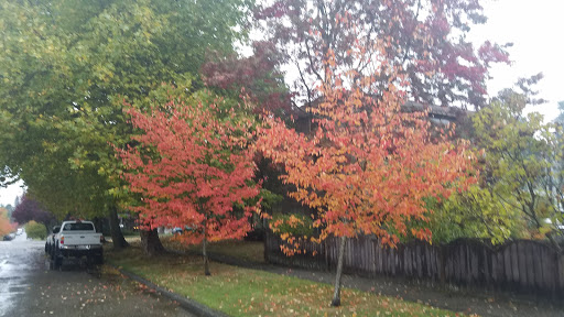 Park «Schmitz Preserve Park», reviews and photos, 5551 SW Admiral Way, Seattle, WA 98116, USA