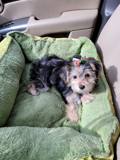 Pet Store «Perfect Pets», reviews and photos, 6840 S University Blvd #410, Centennial, CO 80122, USA