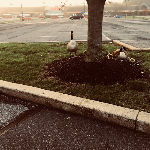 Grocery Store «ACME Markets», reviews and photos, 128 Lantana Dr, Hockessin, DE 19707, USA