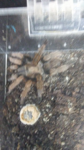 Reptile Store «The House Of Reptiles», reviews and photos, 5501-1 Beach Blvd, Jacksonville, FL 32207, USA