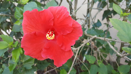 Community Center «Volunteer Park Community Center», reviews and photos, 12050 W Sunrise Blvd, Plantation, FL 33323, USA