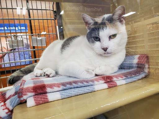 Pet Supply Store «PetSmart», reviews and photos, 3050 Middle Country Rd, Nesconset, NY 11767, USA