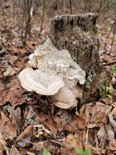 Nature Preserve «Black Run Preserve», reviews and photos, Kettle Run Rd, Evesham Township, NJ 08053, USA