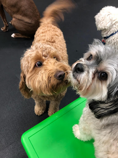 The Good Life Dog Daycare & Boarding