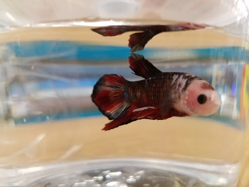 Pet Supply Store «Petco Animal Supplies», reviews and photos, 495 E Lincoln Hwy, New Lenox, IL 60451, USA