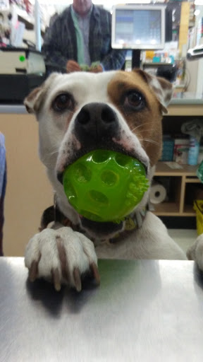 Pet Supply Store «Pet Supplies Plus», reviews and photos, 29402 Woodward Ave, Royal Oak, MI 48073, USA