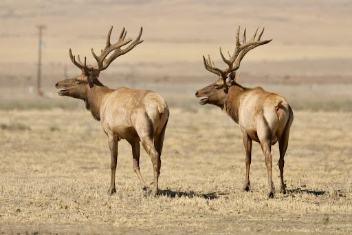 Nature Preserve «Tule Elk Reserve State Natural Reserve», reviews and photos, 8653 Station Rd, Buttonwillow, CA 93206, USA