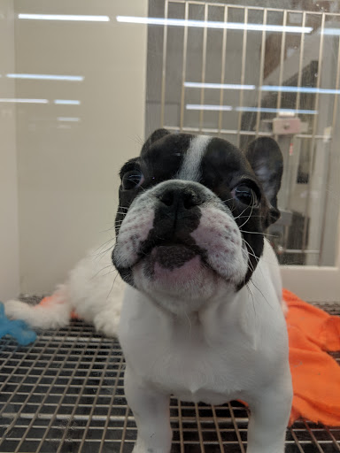 Pet Store «Petland Montgomery», reviews and photos, 7127 Eastchase Pkwy, Montgomery, AL 36117, USA