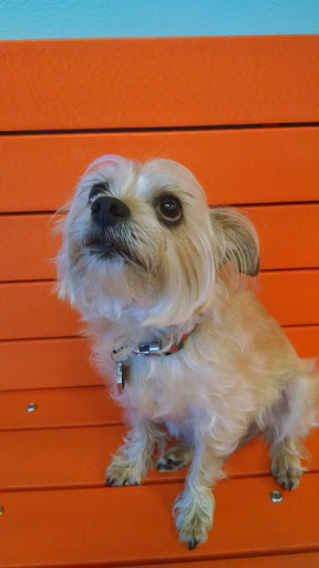 Pet Supply Store «PetSmart», reviews and photos, 42 Southgate Square, Colonial Heights, VA 23834, USA