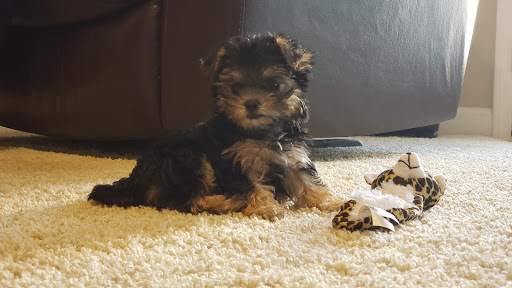 Pet Store «Dream Puppys», reviews and photos, 1461 Westgate Pkwy, Dothan, AL 36303, USA