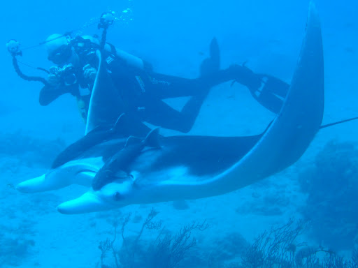 Dive Shop «Dive Shop Kissimmee», reviews and photos, 4916 W Irlo Bronson Memorial Hwy, Kissimmee, FL 34746, USA