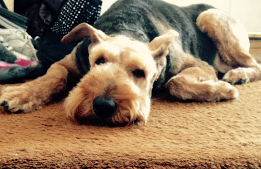 Pet Supply Store «Pet Supplies Plus», reviews and photos, 7204 Dempster St, Morton Grove, IL 60053, USA