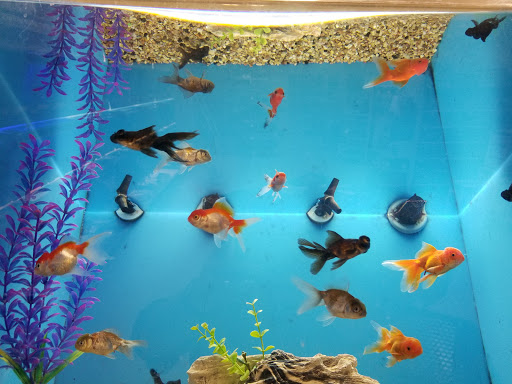 Pet Supply Store «PetSmart», reviews and photos, 310 N White Horse Pike, Lawnside, NJ 08045, USA