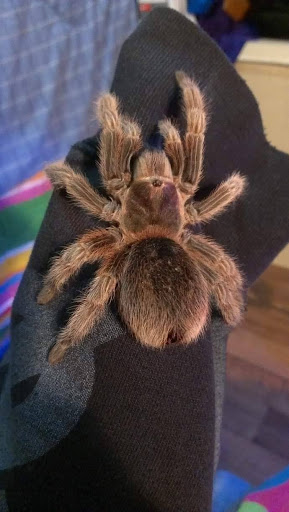 Pet Supply Store «Petco Animal Supplies», reviews and photos, 2722 N Josey Ln #107, Carrollton, TX 75007, USA