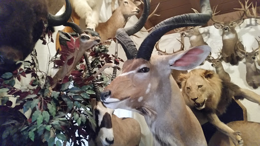 Big Horn Taxidermy Studio