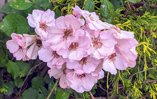 Bicycle Store «Clinton Bicycle Shop LLC», reviews and photos, 51 W Main St, Clinton, NJ 08809, USA