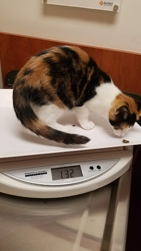 Pet Supply Store «PetSmart», reviews and photos, 2389 Taylor Park Dr, Reynoldsburg, OH 43068, USA