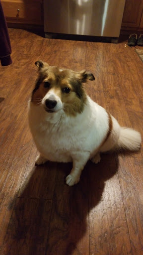 Pet Supply Store «PetSmart», reviews and photos, 263 Midway Blvd, Elyria, OH 44035, USA