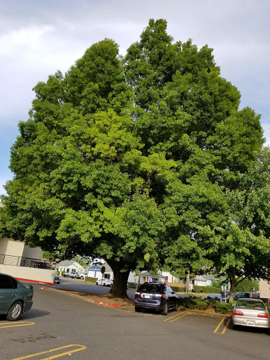 Grocery Store «Safeway», reviews and photos, 800 NE 3rd Ave, Camas, WA 98607, USA