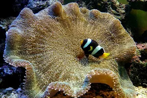 Chamara aquarium image