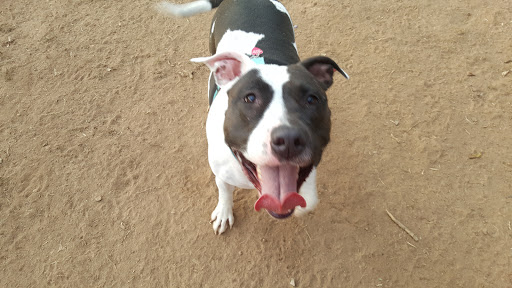 Dog Park «Murfreesboro Bark Park», reviews and photos, 1540 W College St, Murfreesboro, TN 37130, USA