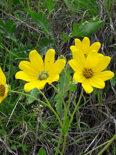 Park «Buffalo Ridge Park», reviews and photos, 5720 Parkwood Trail, Haltom City, TX 76137, USA