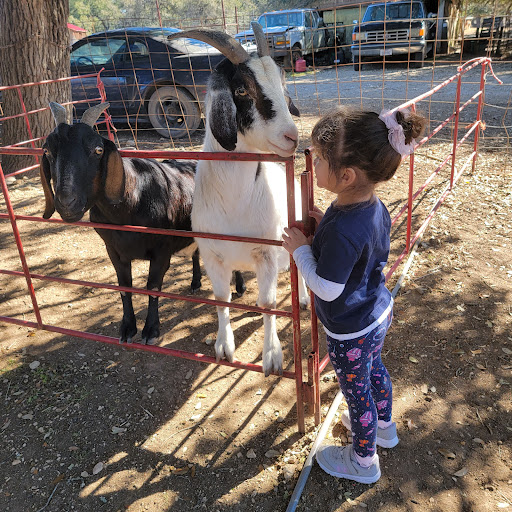 Pony Ride Service «The Farmyard», reviews and photos, 30250 Leroy Scheel Rd, Bulverde, TX 78163, USA
