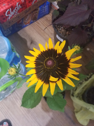 Plant Nursery «Guerin Nursery and Boutique», reviews and photos, 1418 Fall Creek Hwy, Granbury, TX 76049, USA