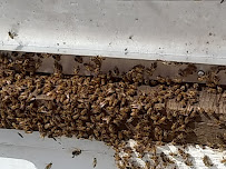 Nickels Honey Co - Photo 6 - Car repair in Valley Center, CA, Escondido