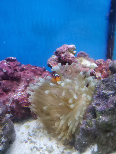 Pet Supply Store «Petco Animal Supplies», reviews and photos, 353 Harrison Bridge Rd, Simpsonville, SC 29680, USA