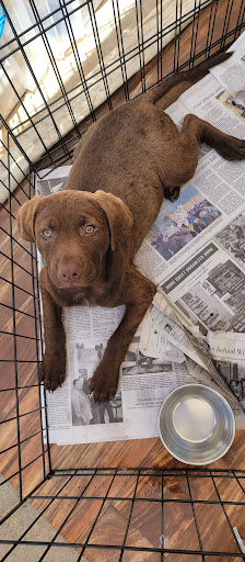 Pet Supply Store «PetSmart», reviews and photos, 6100 Arlington Blvd, Falls Church, VA 22044, USA