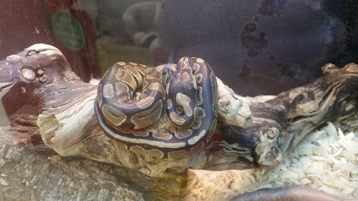 Pet Supply Store «PetSmart», reviews and photos, 2180 MacArthur Rd, Whitehall, PA 18052, USA