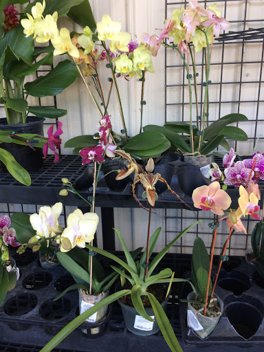 Plant Nursery «Lukas Nursery & Butterfly Encounter», reviews and photos, 1909 Slavia Rd, Oviedo, FL 32765, USA