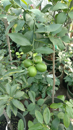 Garden Center «Blooms at Belle Mead», reviews and photos, 1980 US-206, Belle Mead, NJ 08502, USA