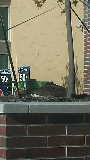  «Walmart», reviews and photos, 3651 Classen Blvd, Norman, OK 73071, USA