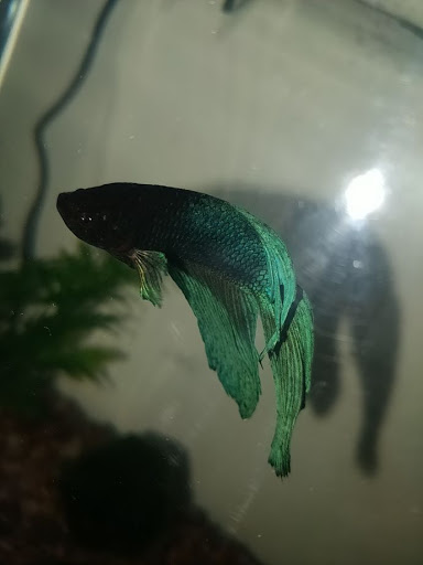 Pet Supply Store «Petco Animal Supplies», reviews and photos, 27580 W Lugonia Ave, Redlands, CA 92374, USA