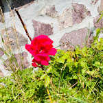 Photo n°9 de l'avis de Denise.i fait le 22/08/2021 à 16:07 sur le  Rifugio al Santuario à Tarvisio